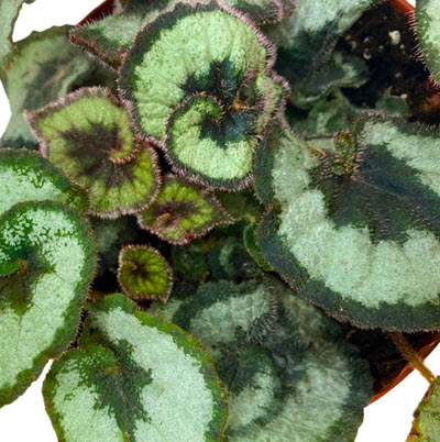 4" Begonia Escargot (Grower 1352)